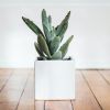 Cactus you can grow